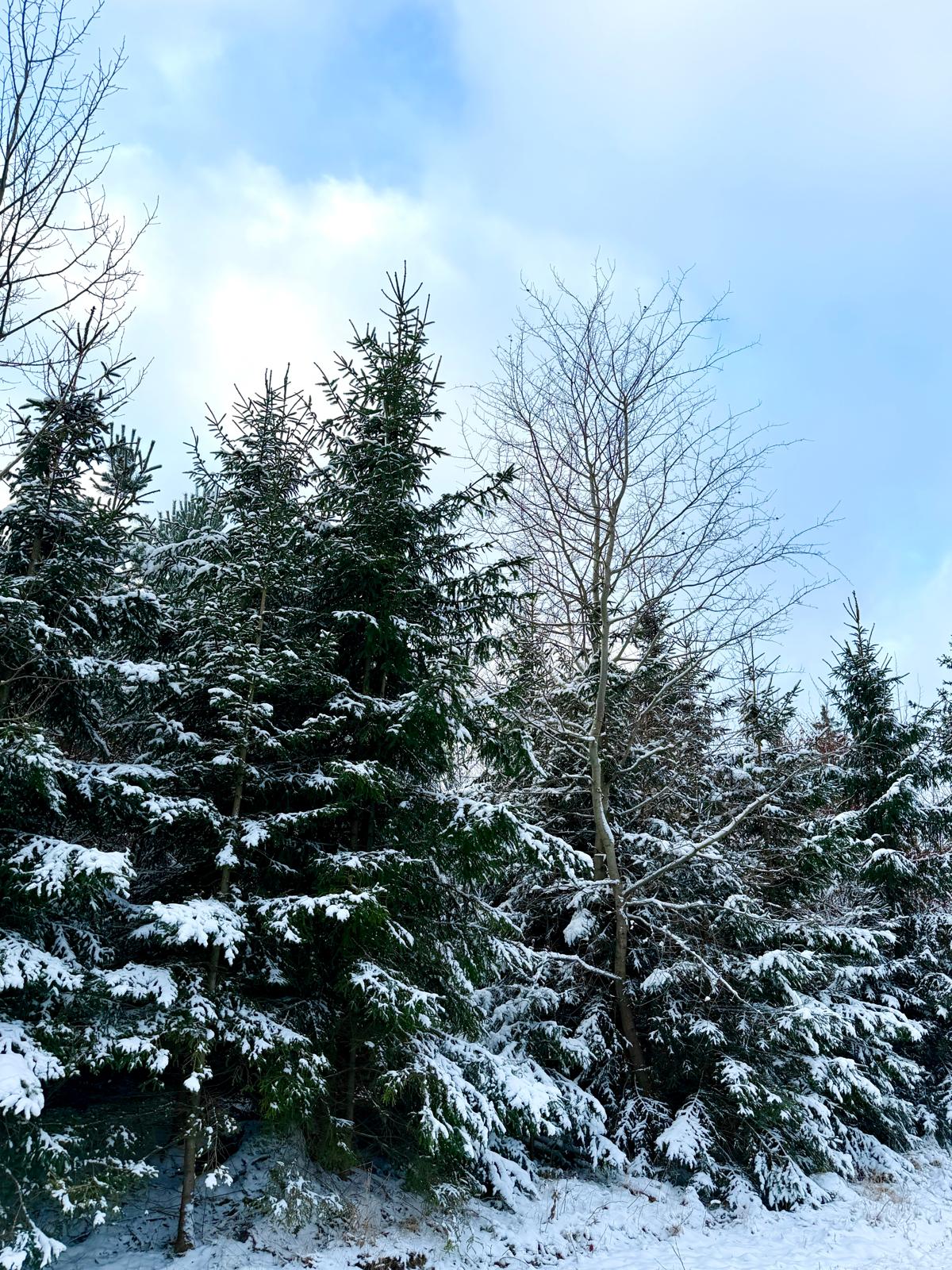 Verschneiter Winterwald